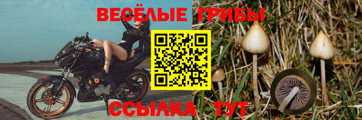 Псилоцибиновые грибы мицелий  Вход с VPN  Зеленодольск  Псилоцибиновые грибы Psilocybe 